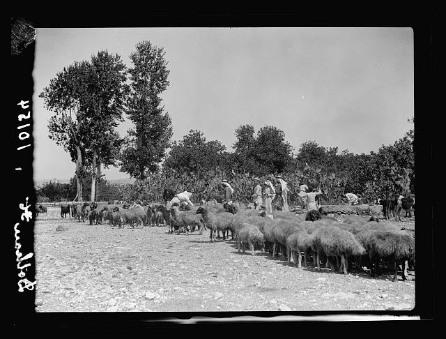Photo:Dothan Alabama 1930s Sheep Herding Scene Farmers