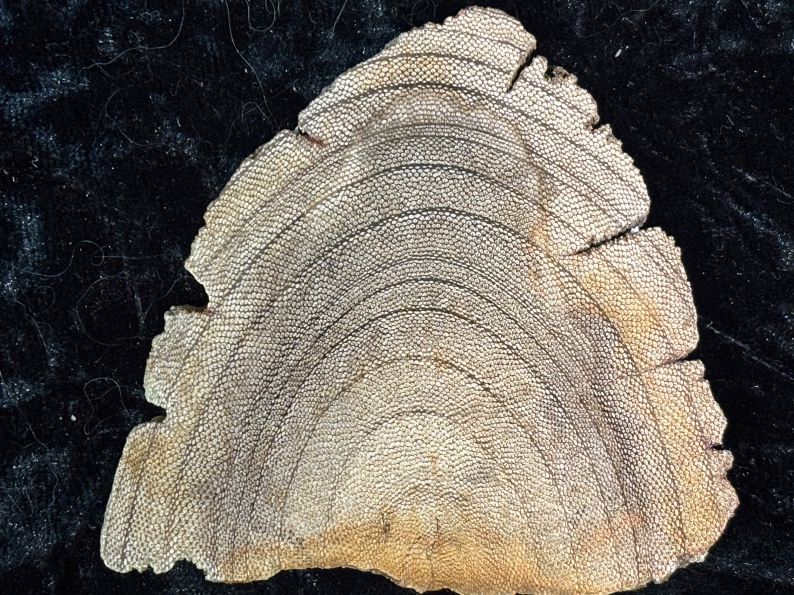 Rare Petrified Wood Mennegoxylon Texas Snakewood Half Round  3”x3” Fossil