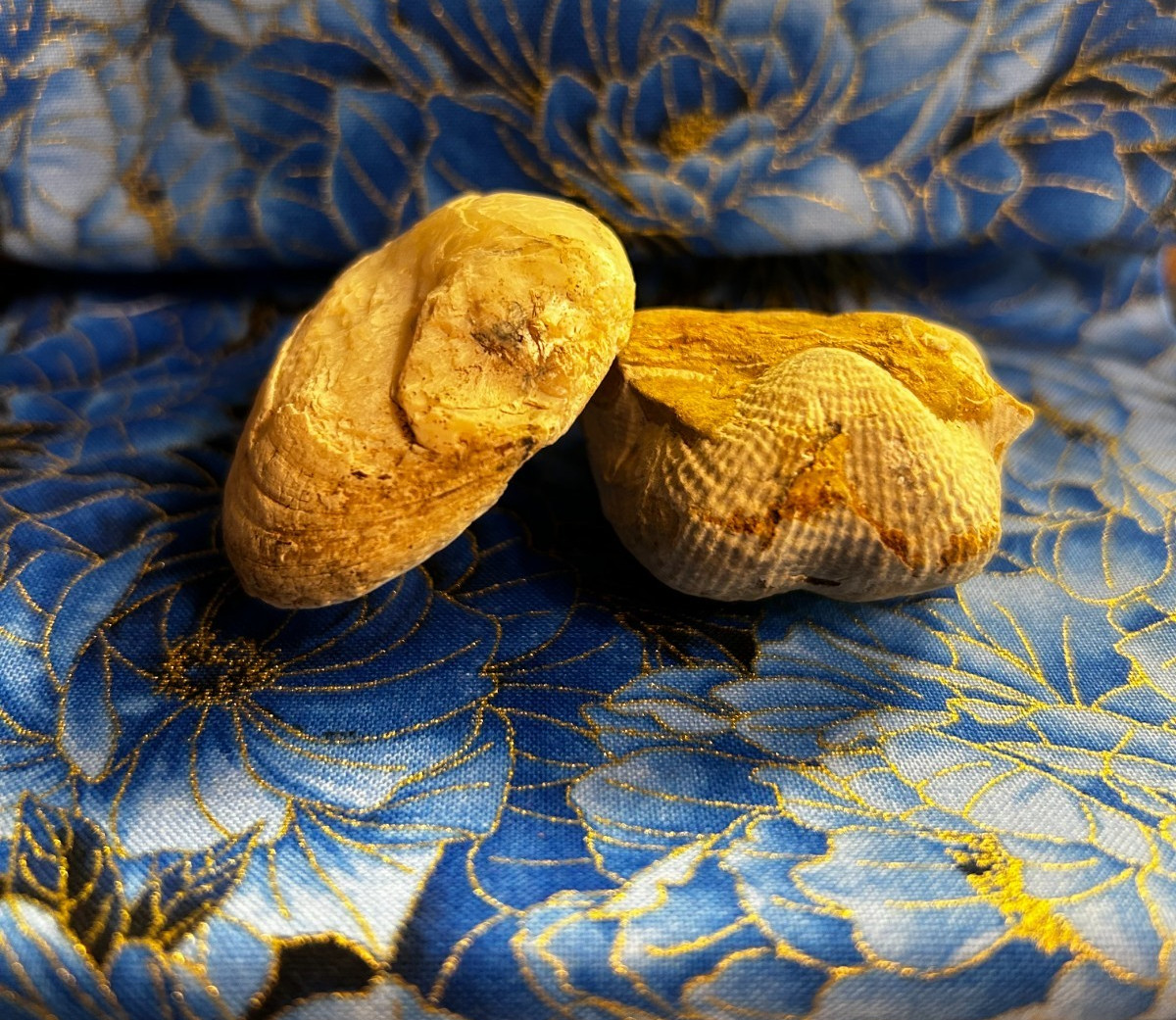 2 Pc Oklahoma Fossil Brachiopod Lot Grand Lake NE OK Paleozoic Marine Fossils