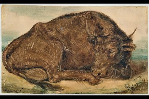 Photo:Albany New York 1840s Recumbent Bull Drawing Henry Kirke Brown
