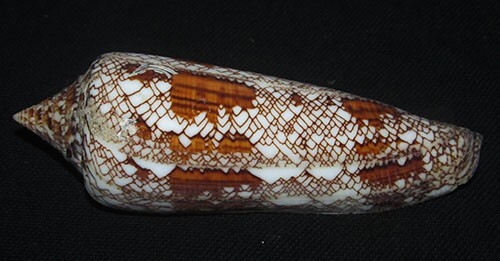 110 mm RARE HUGE PATTERN Conus Bengalensis Cone Seashell Phuket Thailand AB3