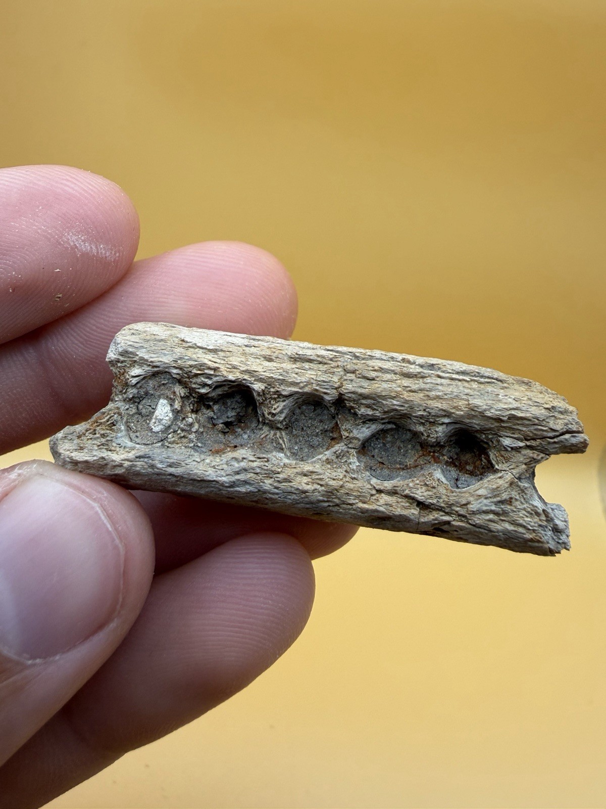 PREHISTORIC FOSSIL DOLPHIN JAWBONE With TOOH SOCKETS - OLIGOCENE OF S. CAROLINA