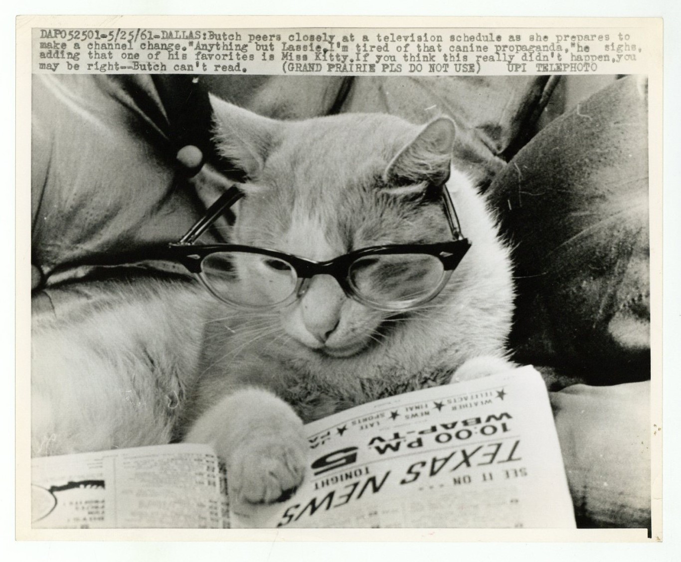 Butch The Cat 1961 Vintage Feline Humor Sarcastic 8x10 Photo J15997