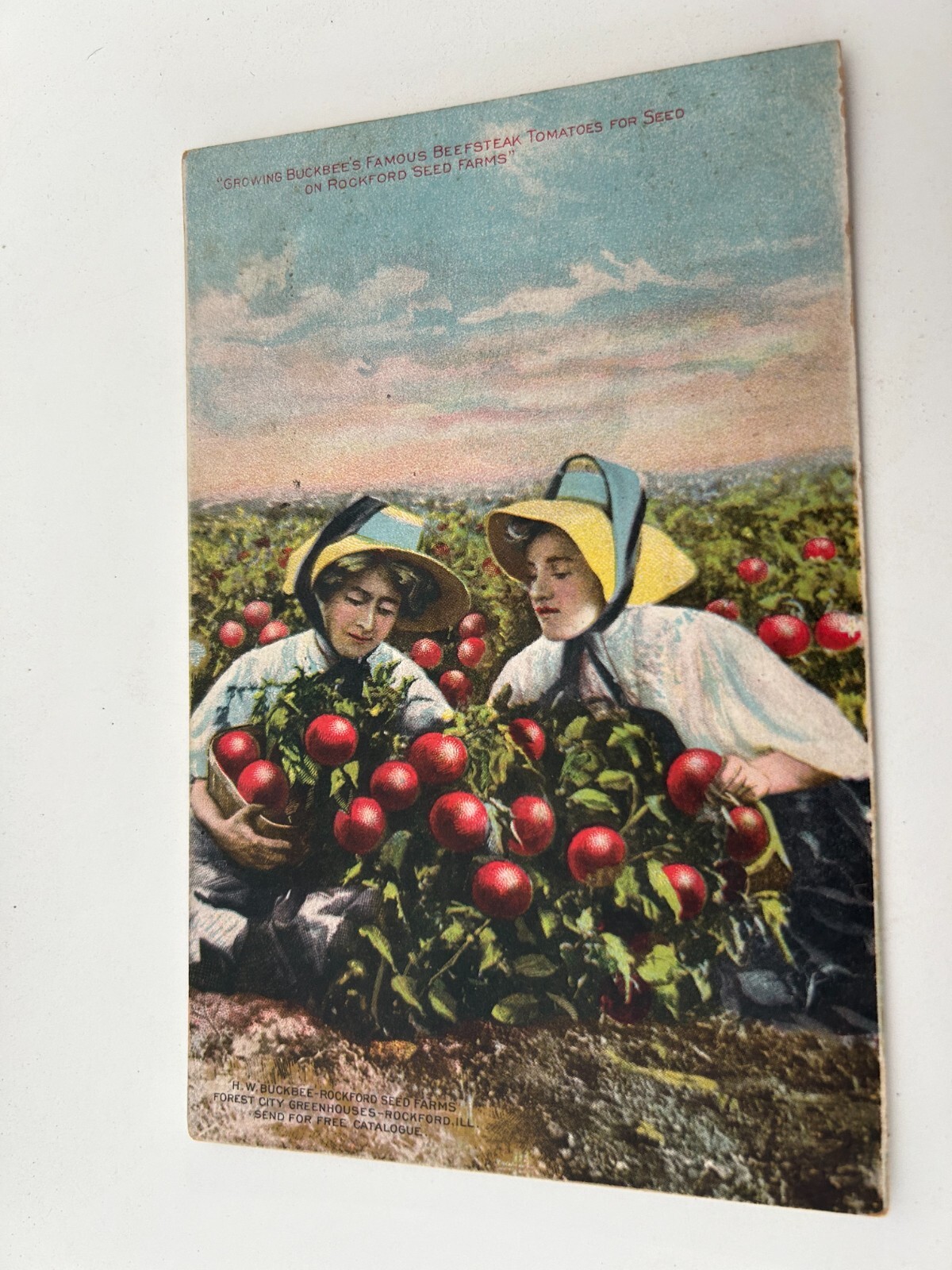 Growing Buckbee\'s Famous Beefsteak Tomatoes on Rockford Seed Farms Illinois