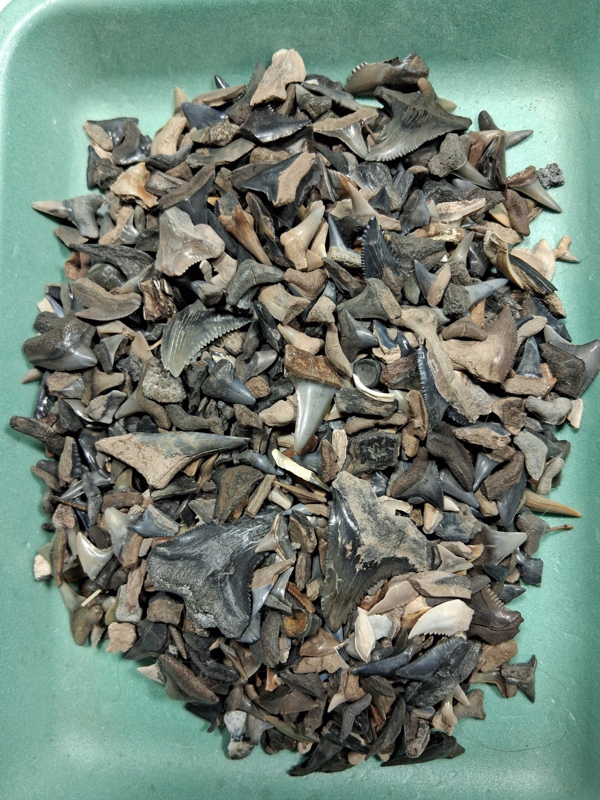 1 Pound 2 Ounces FOSSIL Sharks Teeth Florida BULK BV,Peace River, Gainesville