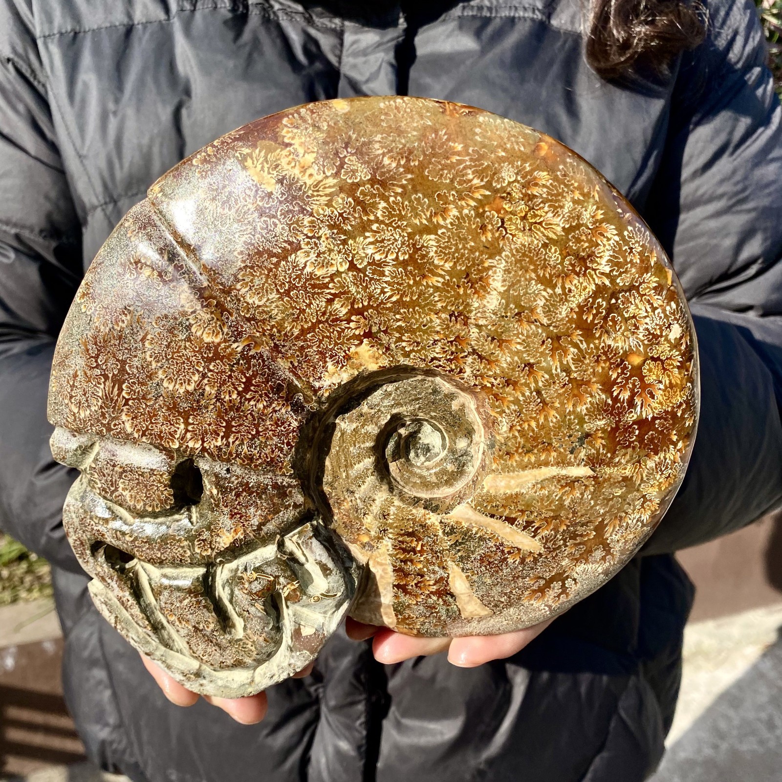 3.75LB Rare Natural Tentacle Ammonite FossilSpeci healmen Shell Madagascar 3.75LB Rare Natural Tentacle Ammonite FossilSpeci healmen Shell Madagascar