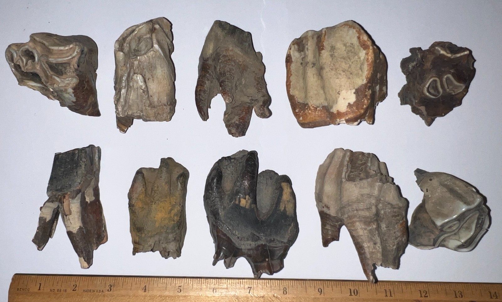 BARGAIN Ice Age Fossil COELODONTA Molar Tooth Lot of 10 3.7 to 2.2 IN
