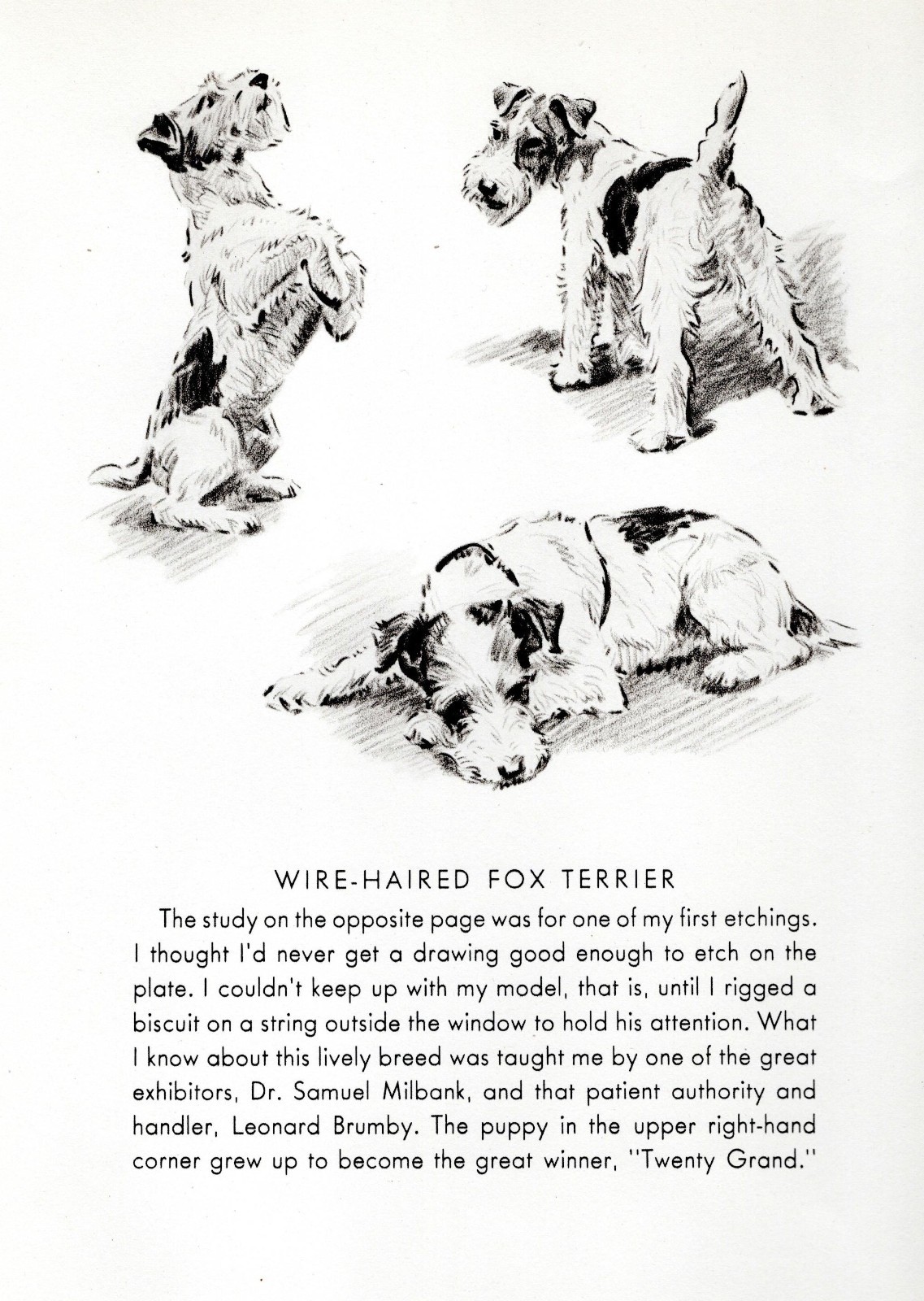 Wire Fox Terrier \