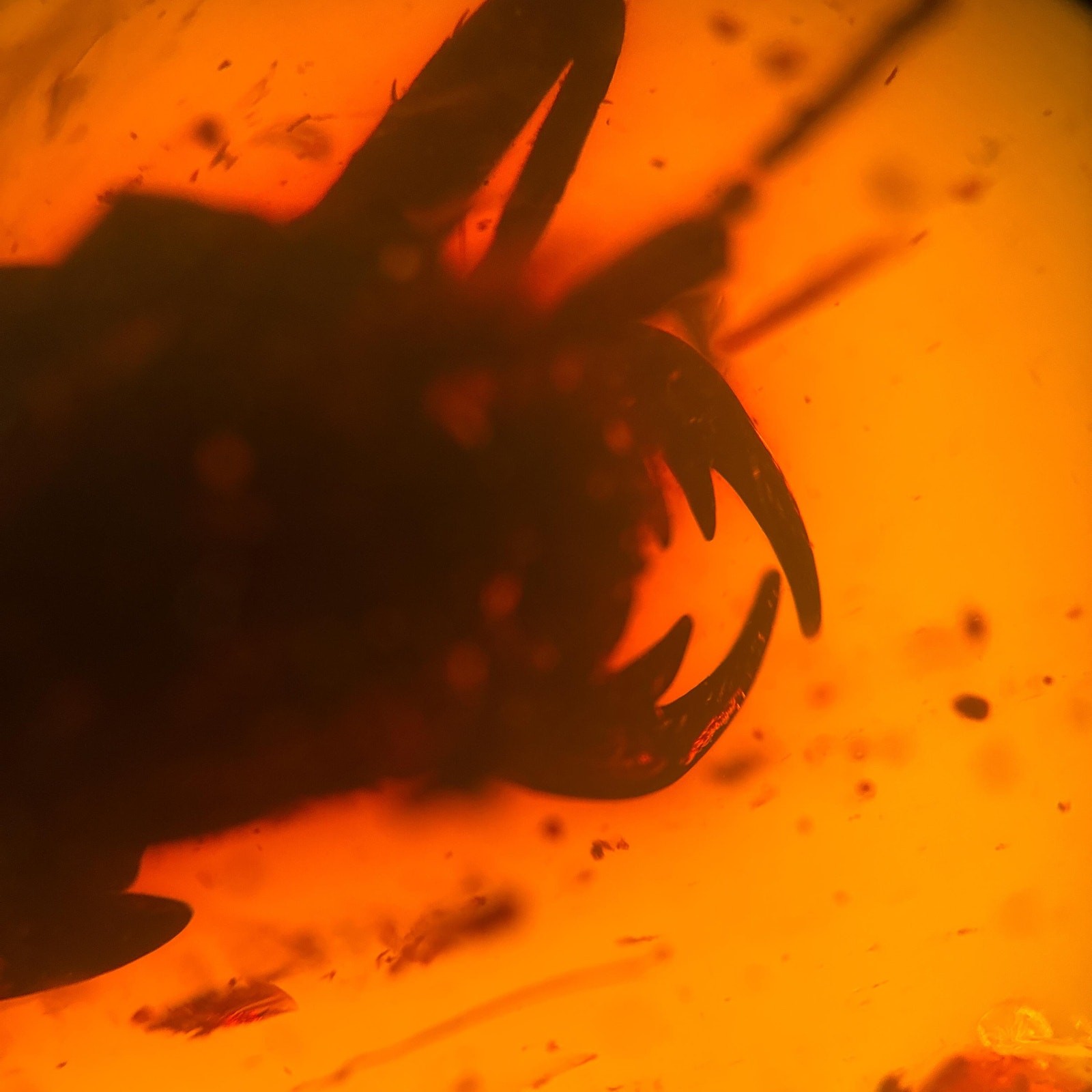 TIGER BEETLE remains in Burmese / Burmite amber fossil / 100% genuine 