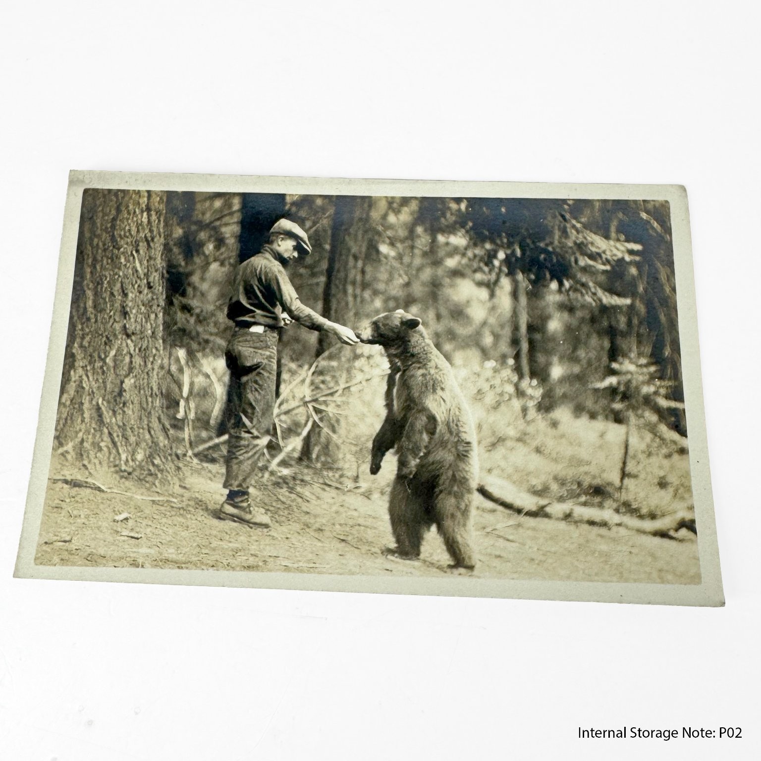 Vintage RPPC Real Photo Postcard Man Feeding Wild Bear Forest Wildlife Nature