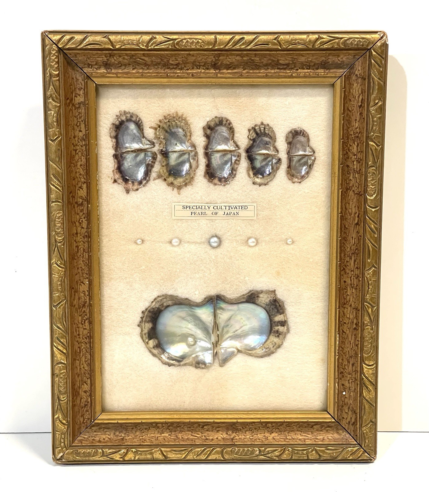 VINTAGE FRAMED CULTURED PEARLS & SHELLS JAPANESE OYSTER GROWTH DISPLAY VINTAGE FRAMED CULTURED PEARLS & SHELLS JAPANESE OYSTER GROWTH DISPLAY