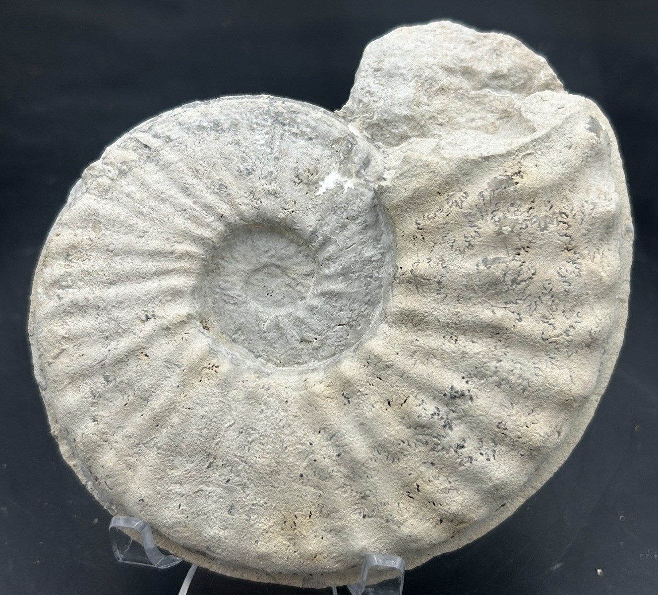 Very Nice, Both Sides 5” Cretaceous Texas Fossil Ammonite-Mortoniceras Species