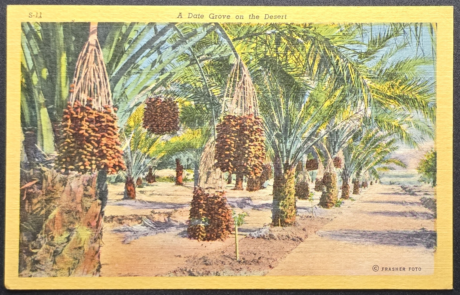 Arizona Date Grove Postcard – Desert Palm Trees & Date Gardens – Frasher Foto
