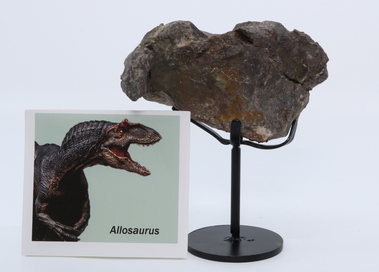 Allosaurus Fossil Vertebra Process 4.03\