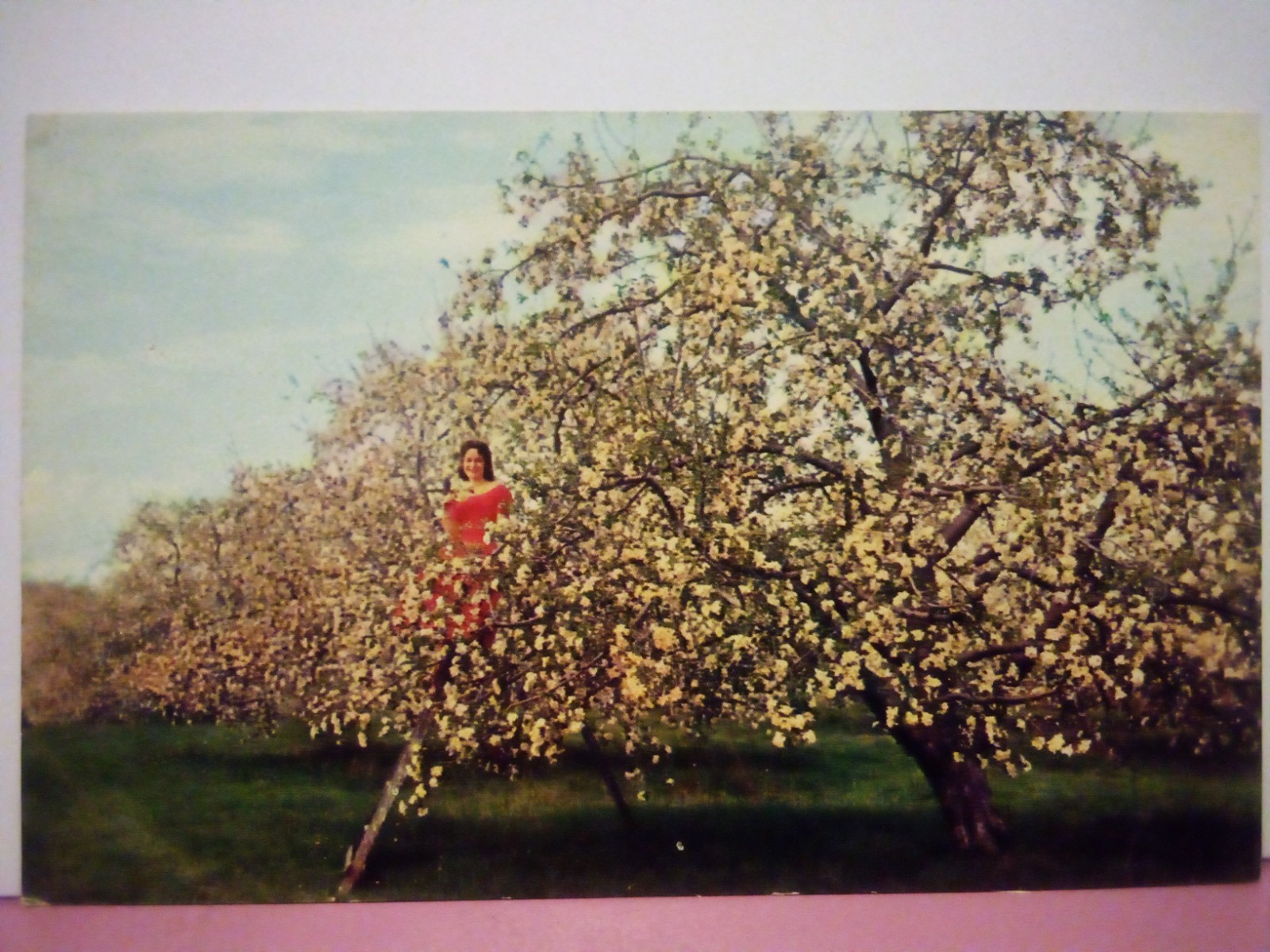 Murphysboro Illinois peach orchard blossoms 50s