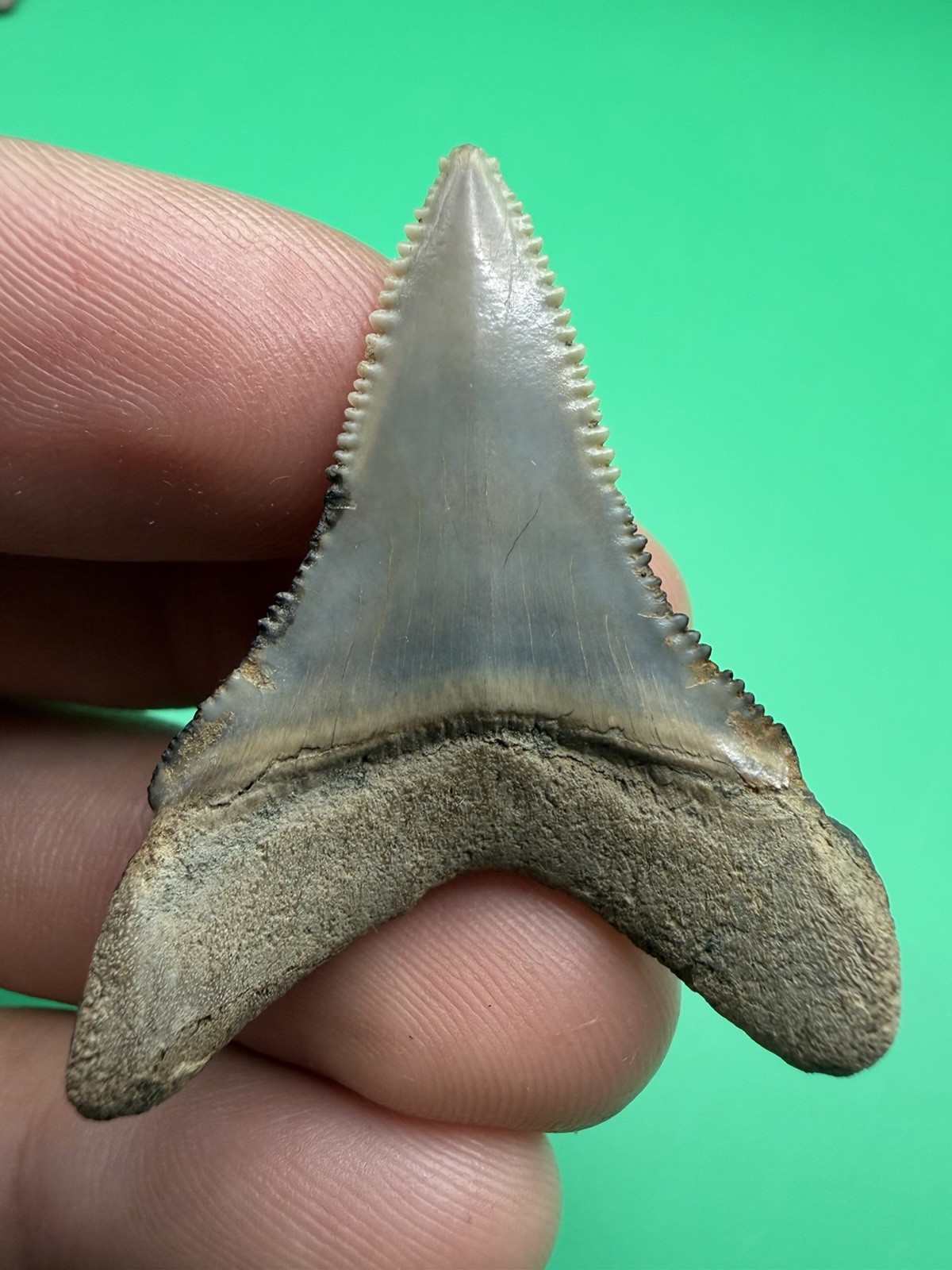 TWO TONED LOWER GREAT WHITE SHARK TOOTH NORTH CAROLINA 1.71” ALL NATURAL