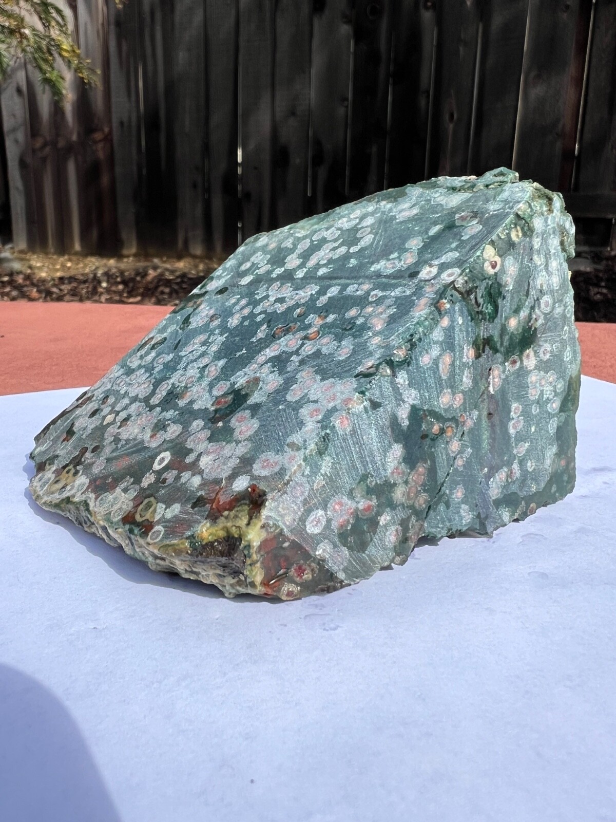 Bloodstone Orbicular Jasper XL Unpolished Rock Slab Fancy Jasper