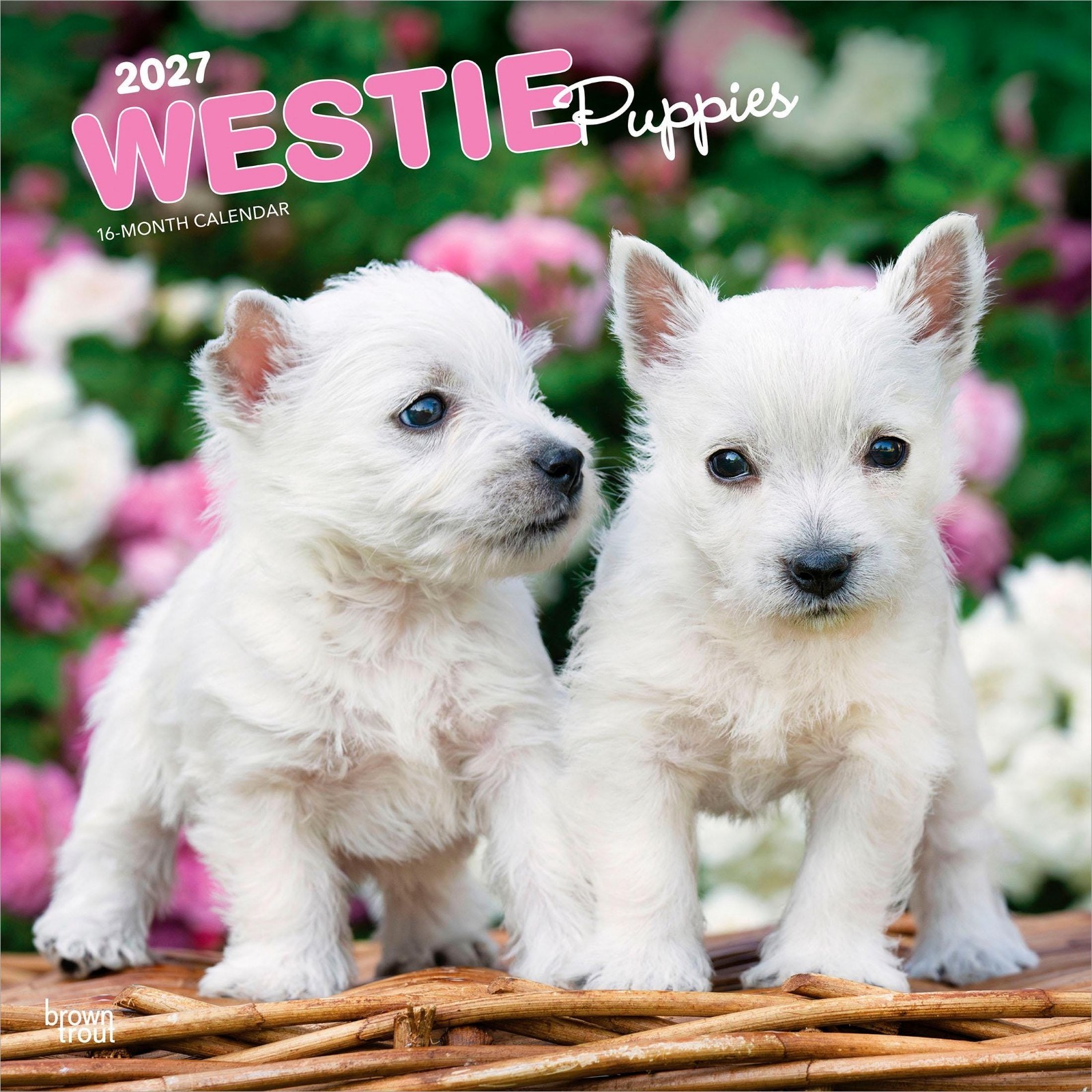 Westie Puppies 2026-2027 Wall Calendar Cute West Highland Terrier 12 x 12 Inches
