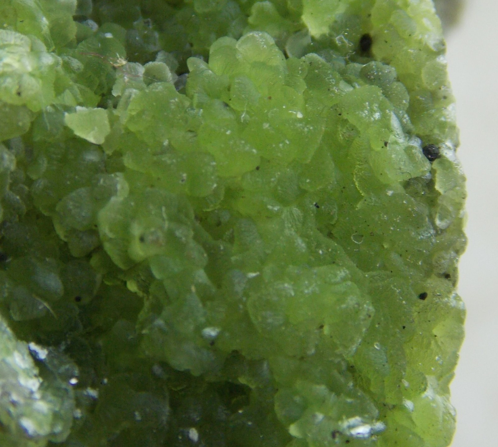 GREEN CUPRIAN SMITHSONITE - 8.8 cm - Cabinet - 79 MINE, ARIZONA 30437