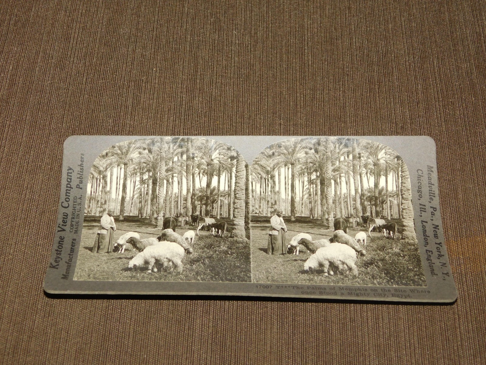 VINTAGE STEREOVIEW STEREOSCOPE CARD PALMS OF MEMPHIS EGYPT