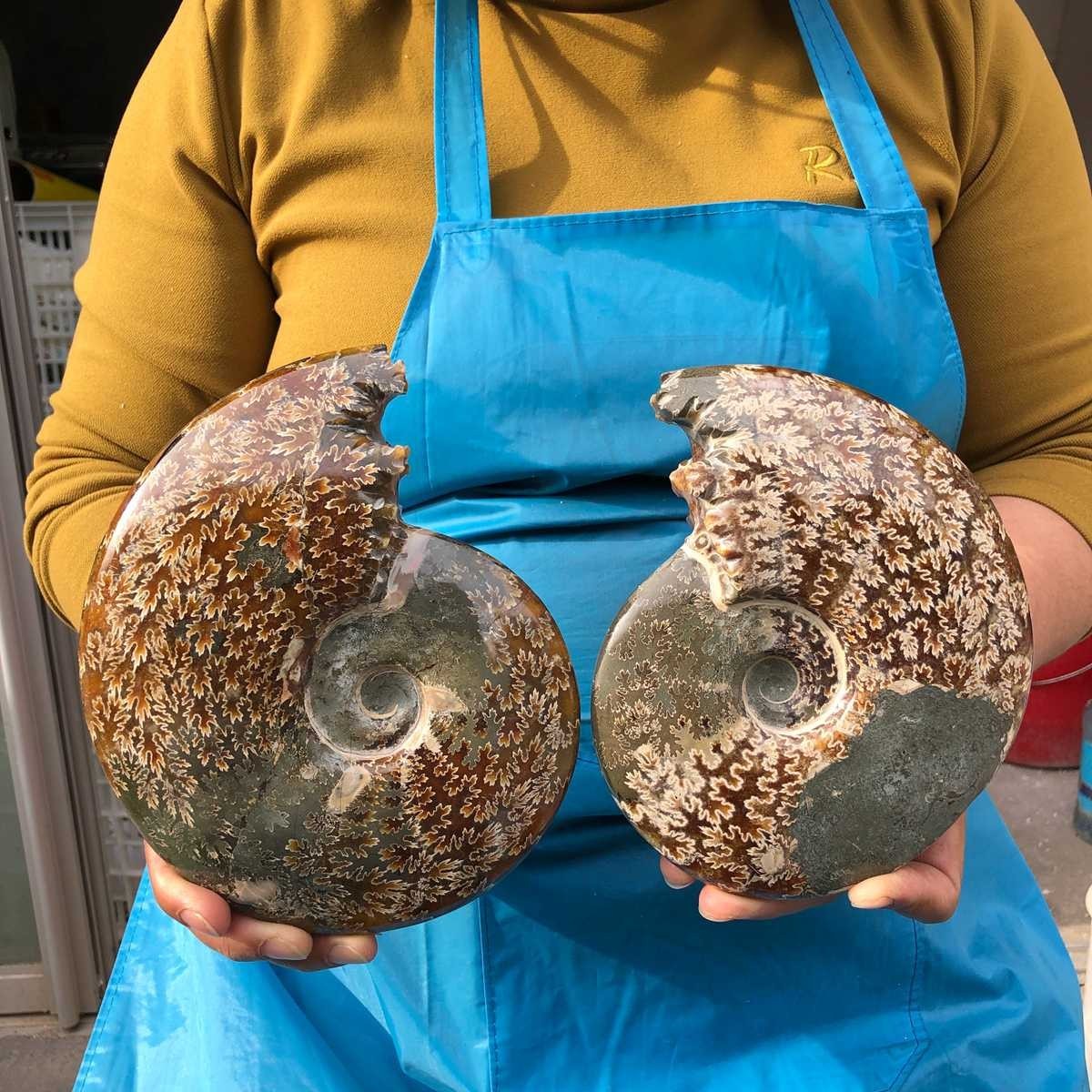 2pcs 3.89LB Natural Whole Ammonite Fossilized Crystal Mineral Specimen Healing 2pcs 3.89LB Natural Whole Ammonite Fossilized Crystal Mineral Specimen Healing