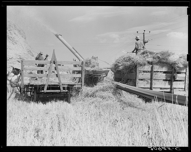 Photo:Malin Oregon 1939 Threshing Wheat Farm Workers Harvester Wagon