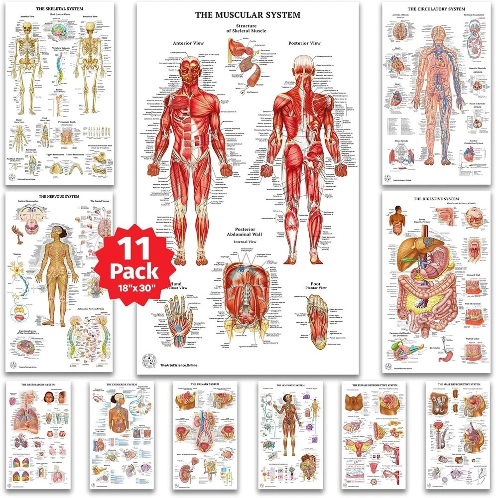 11 Human Anatomy Posters - Medical Posters, Skeletal, Male Female Muscular, Circ