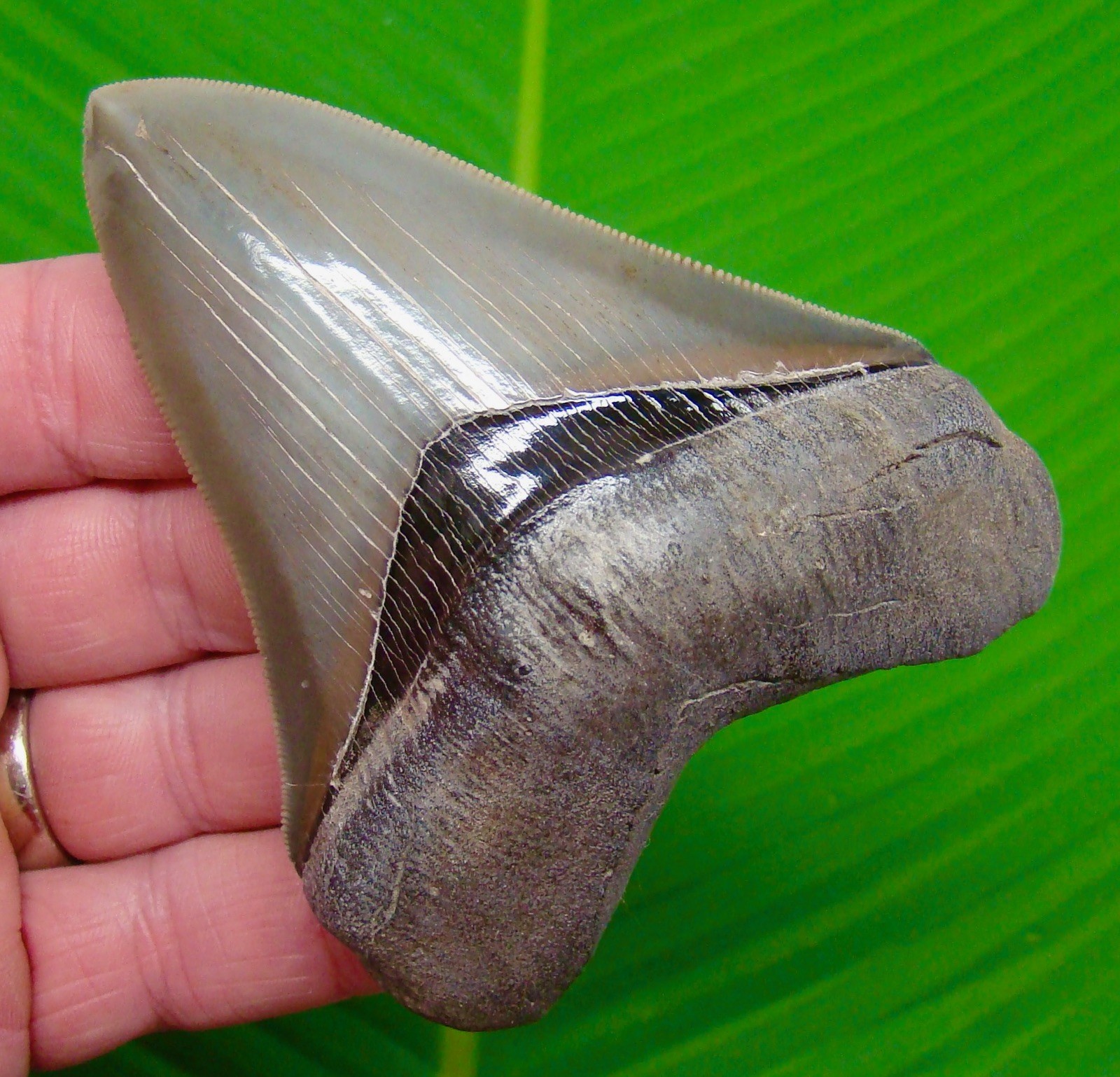 4.01 “ Megalodon Shark Tooth * BEST of the BEST * MUSEUM GRADE - No Restorations