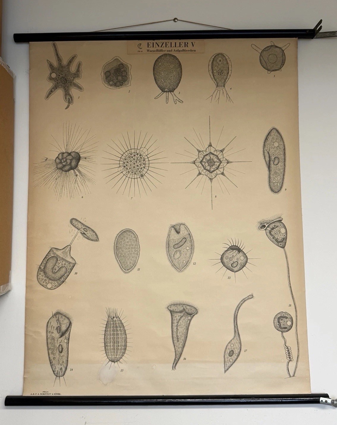 Antique/vintage school chart for single-celled organisms Norstedt & Soner Poster