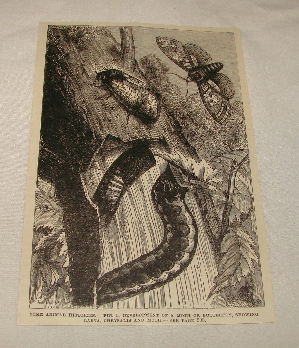 1887 magazine engraving ~ DEVELOPMENT OF MOTH, Larva+Chrysalis