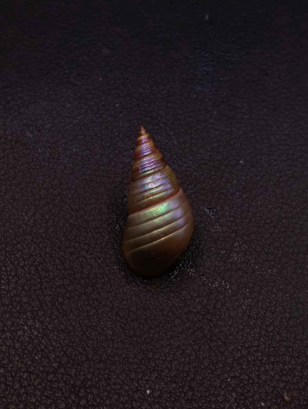 LGE rare, Phasianotrochus eximius rainbow Maireener aboriginal sea shell #17784