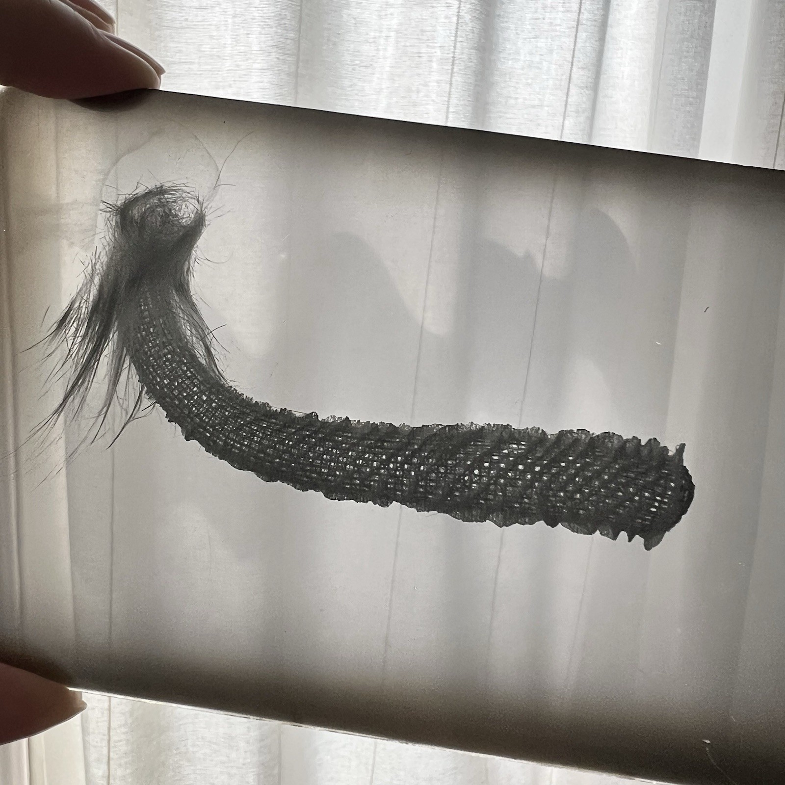 Antique Sepia Photograph Of Mystery Original Glass Negative Odd Creepy Critter