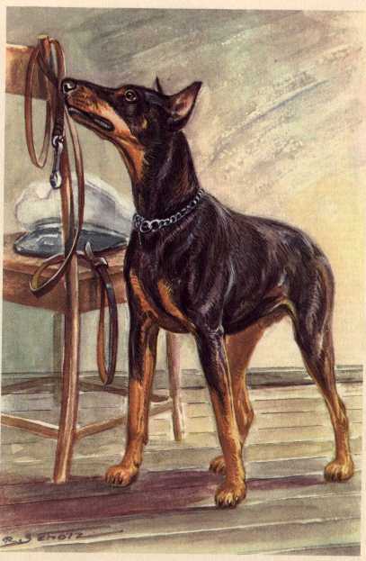 Doberman Pinscher - CUSTOM MATTED - Dog Art Print - German / NEW U