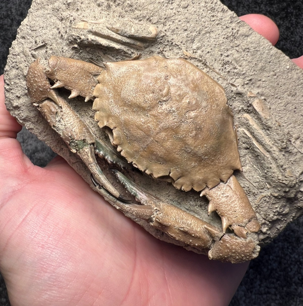 Exceptional Charybdis Fossil Crab – Complete, Highly Detailed, Indonesia ✅