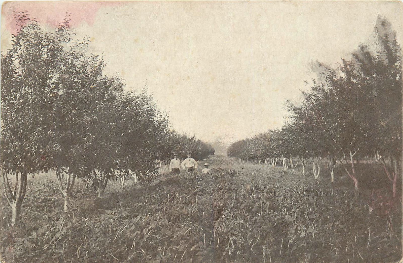 c1910 Berryville Arkansas Orchard Farming occupation undivided  Postcard 26-2093