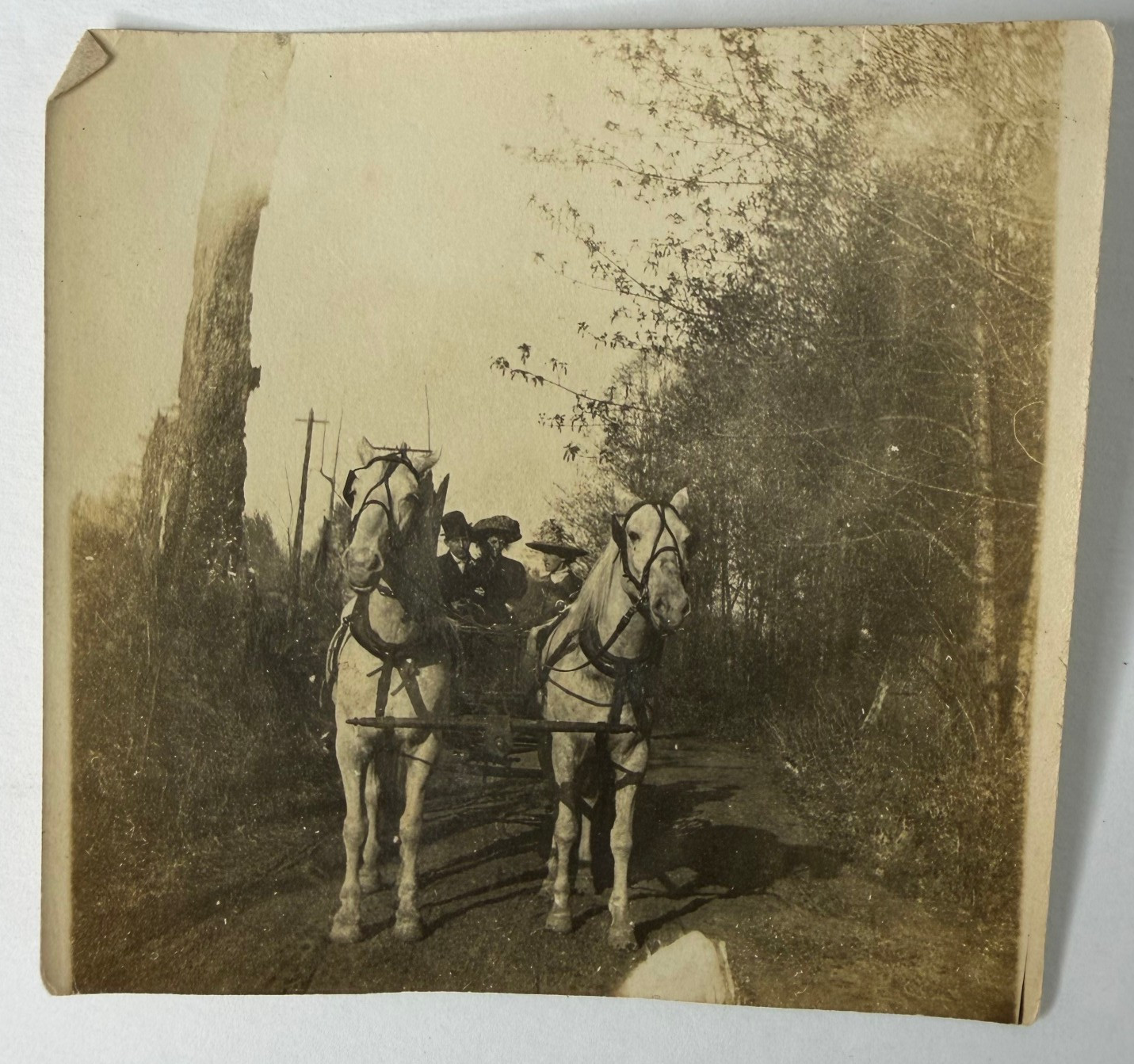 Antique Sepia Photo 1900s Horse Drawn Carriage Wagon Two Horses Edwardian