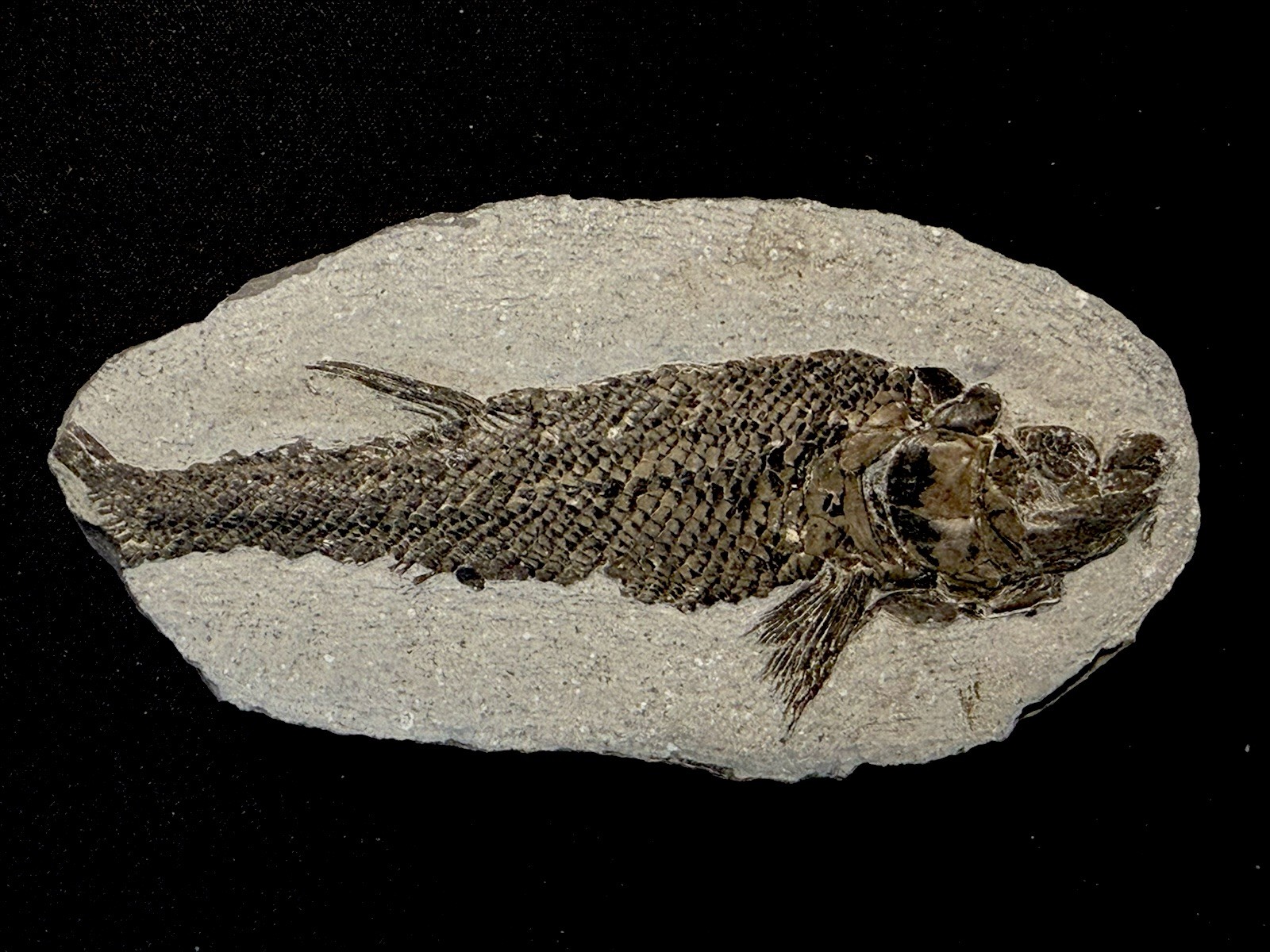 fossil fish ,perleidus, Jurong China fossil fish ,perleidus, Jurong China