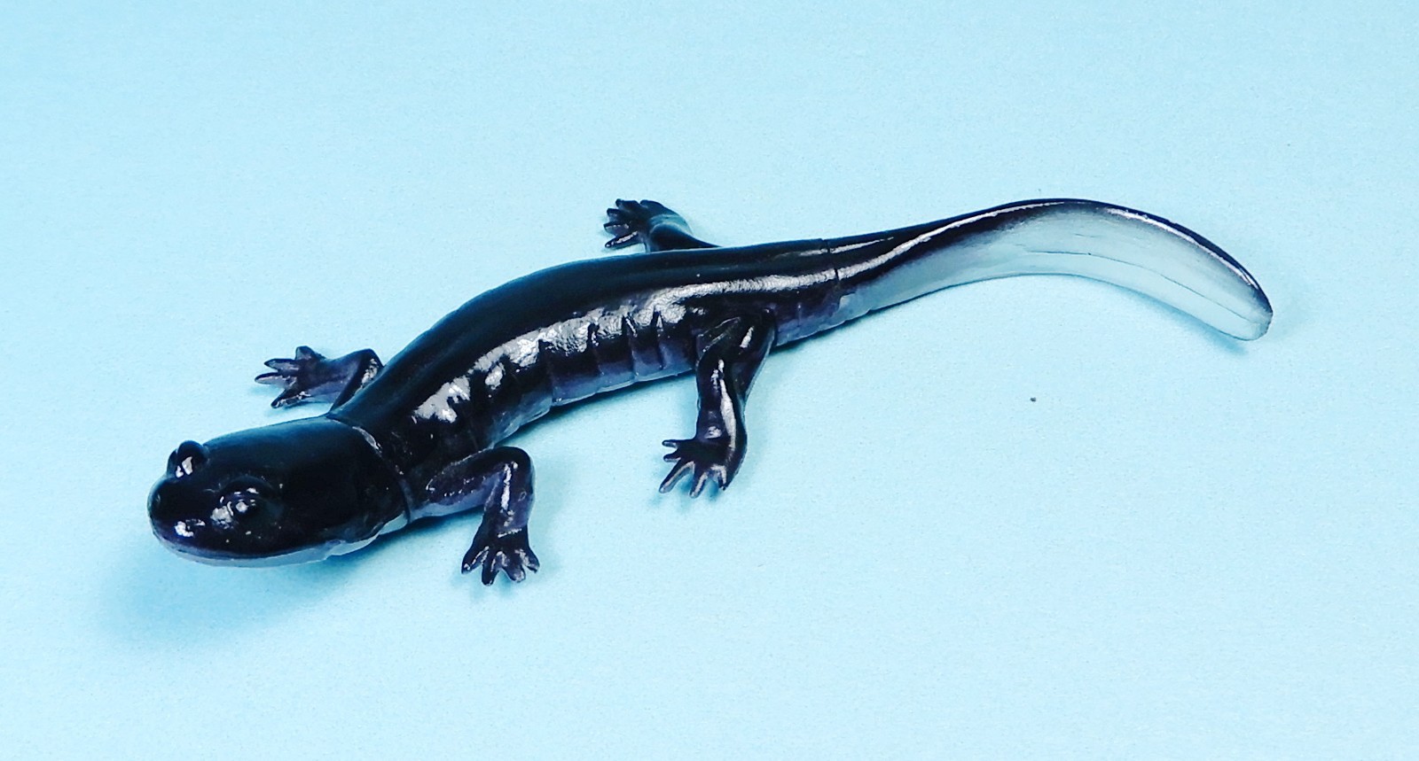 Kaiyodo Animatales Animal in Japan Choco Egg Odaigahara salamander mini Figure