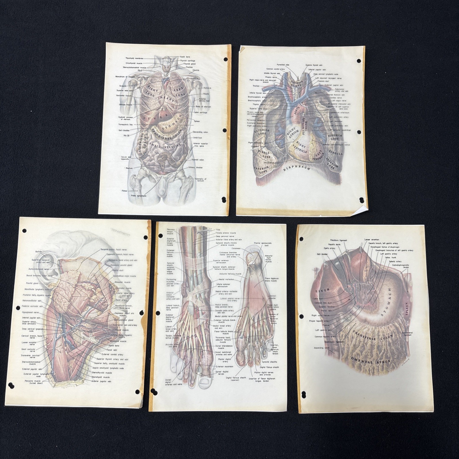 Vintage 1959 Lot Of Medical/Anatomy Illustrations/Art with Overlays by W. Brudon Vintage 1959 Lot Of Medical/Anatomy Illustrations/Art with Overlays by W. Brudon