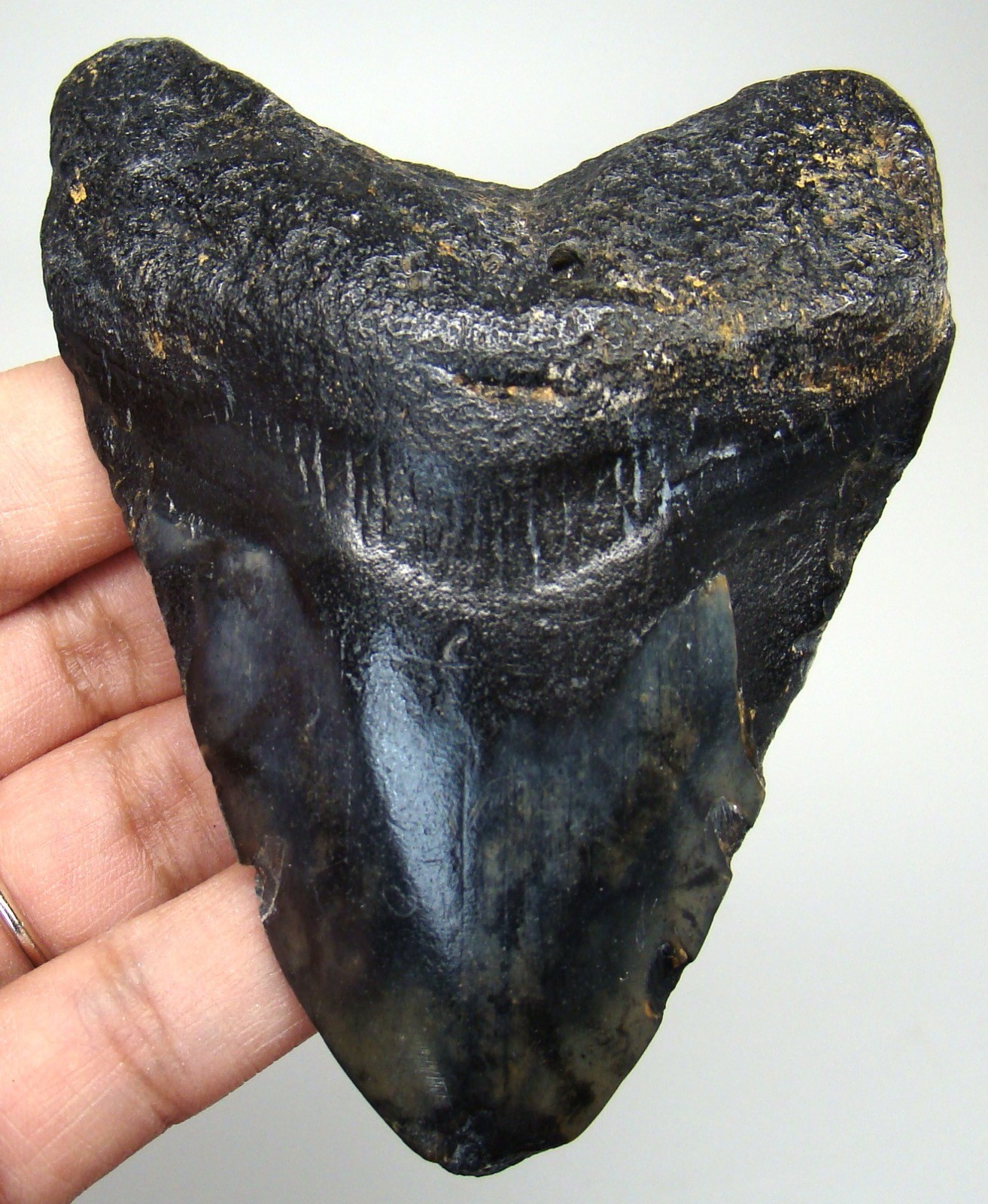 Megalodon Shark tooth 3.63” Real Fossil Shark teeth - NO Restorations Natural
