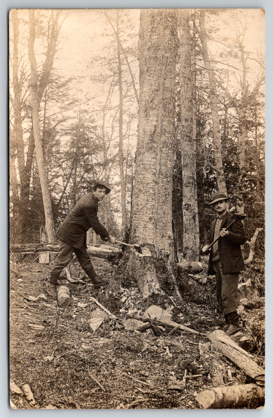 RPPC c1910s Loggers Lumberjacks Cutting Down Trees With Hand Axes Postcard