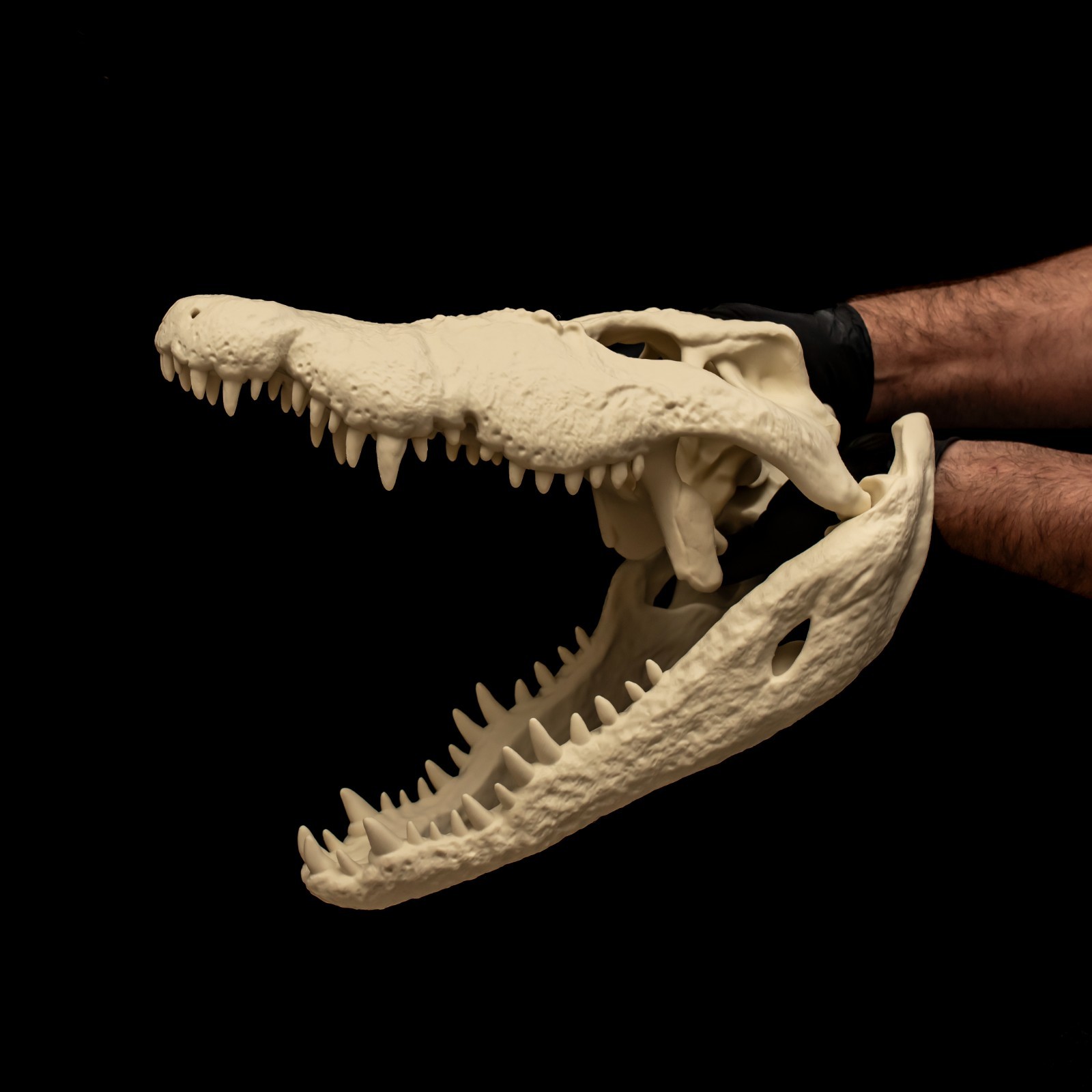 Large Crocodile Skull Replica 16in Reptile Anatomy Model Separate Jaw Decor