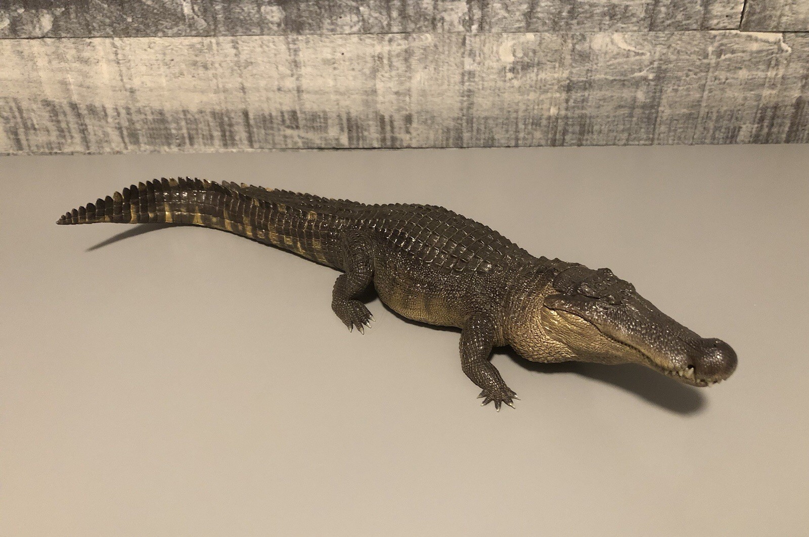 REBOR Deinosuchus Hatcheri “Meta” Swamp Version Prehistoric Statue Model