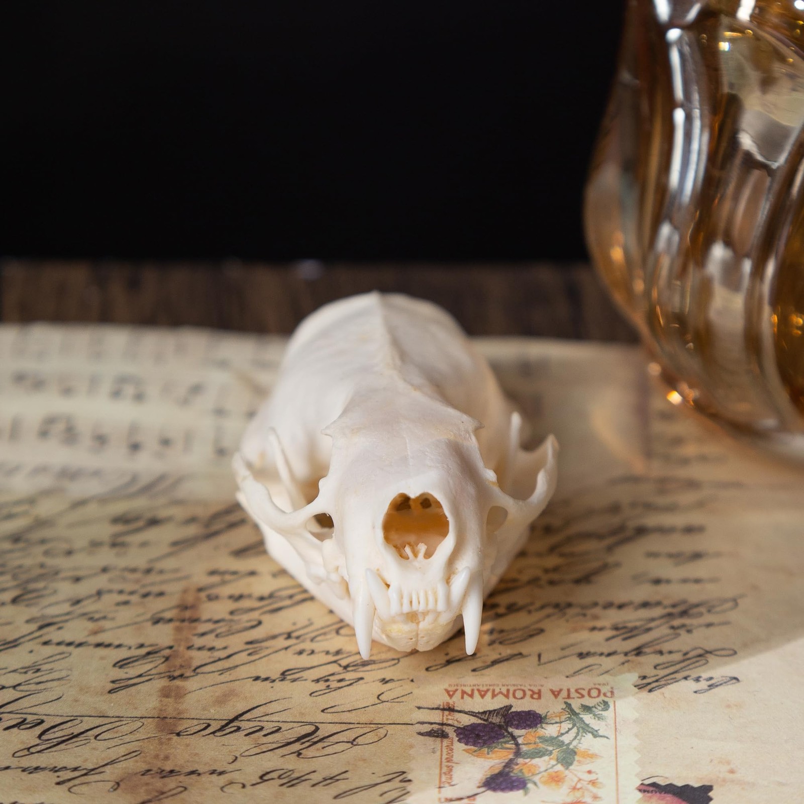 Real Animal Skulls - Unique Collectible Gifts of Real Animal Taxidermy for Sc...