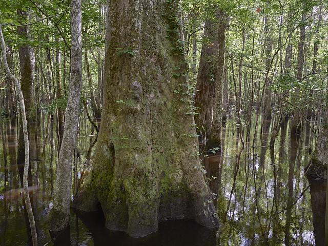 Harleyville South Carolina Audubon Center Beidler Forest Swamp Tree 2017