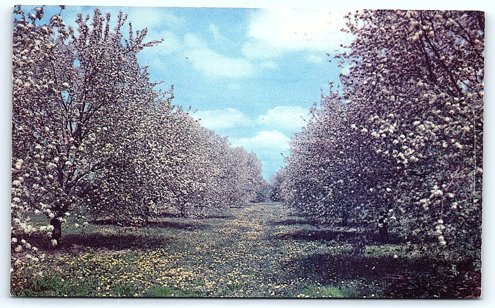 Springfield, Vermont blooming orchard postcard