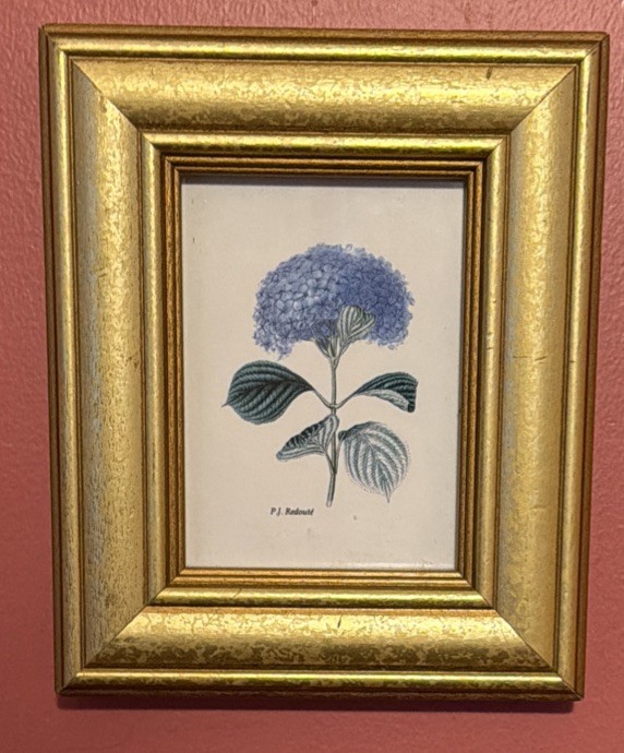 Botanical Hydrangea flower Print P. J.  Redouté Gold Wood Frame 6 x 5 Framed