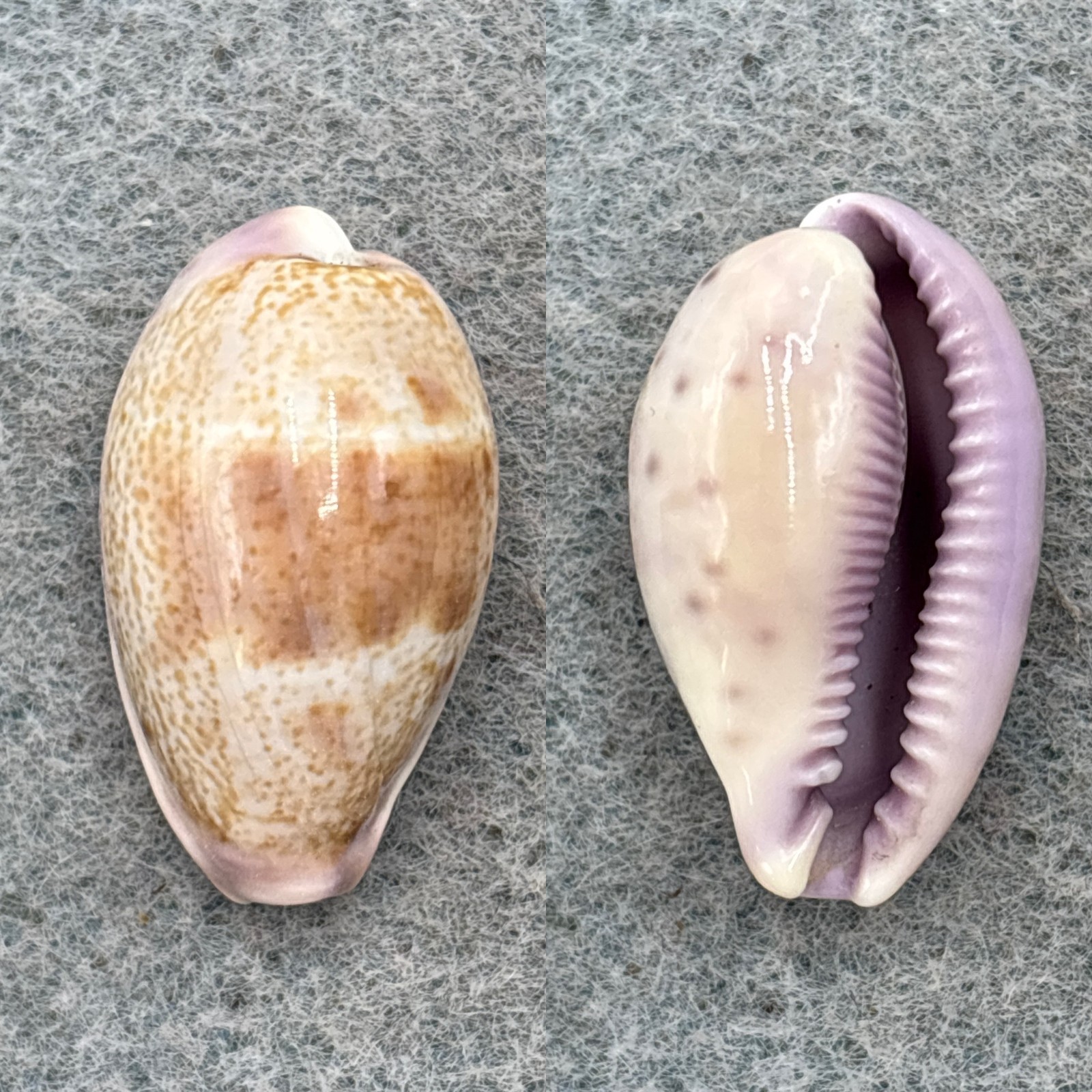 #2 Cypraea walkeri 25.3mm F+ No Data