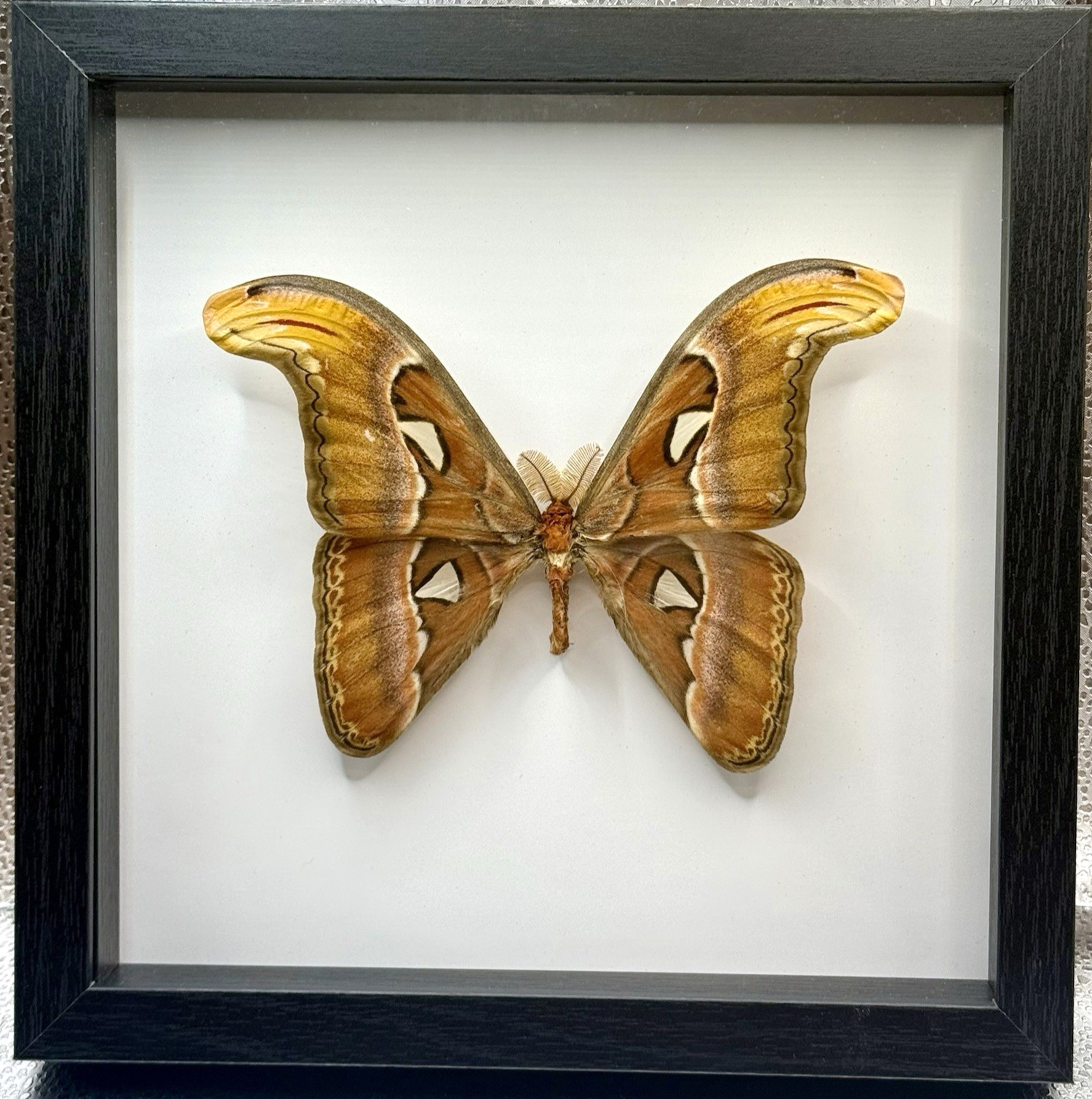 Framed Atlas Moth (Attacus Atlas),  Chiang Mai Thailand