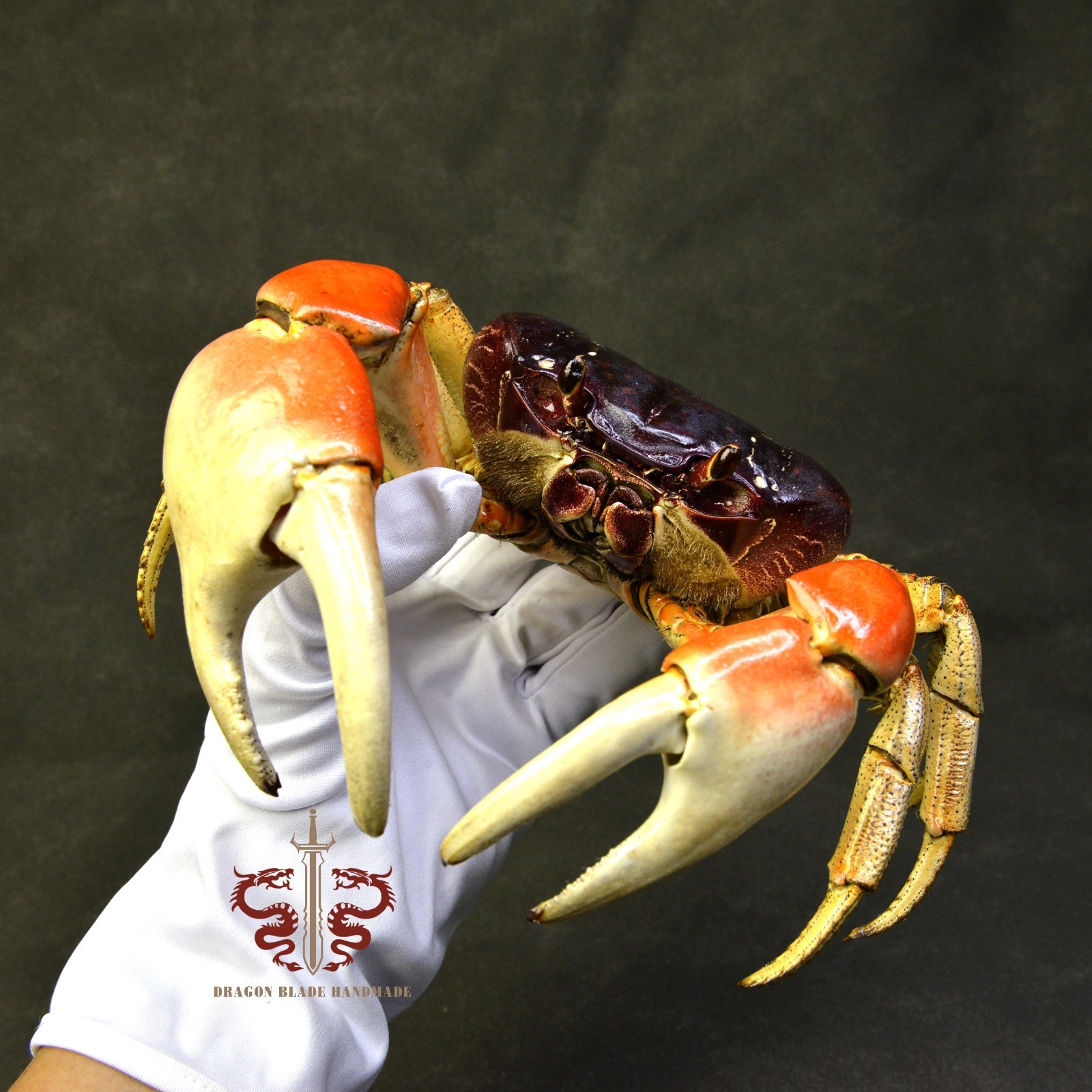 Crab specimen Giant Gecarcoidea lalandii, museum-quality taxidermy & display box